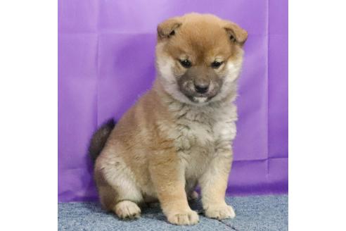 成約済の愛知県の柴犬-371987の4枚目